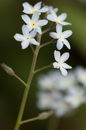 Myosotis Sylvatica